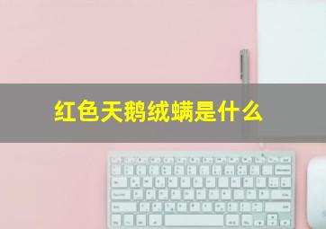 红色天鹅绒螨是什么