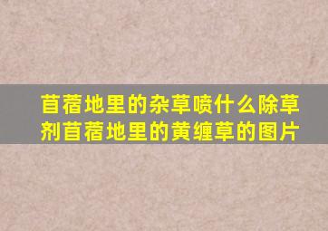 苜蓿地里的杂草喷什么除草剂苜蓿地里的黄缠草的图片