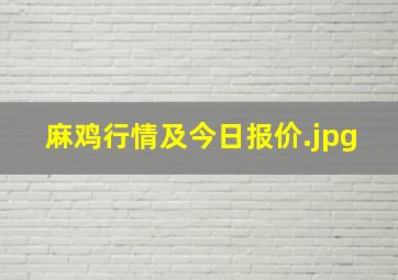 麻鸡行情及今日报价